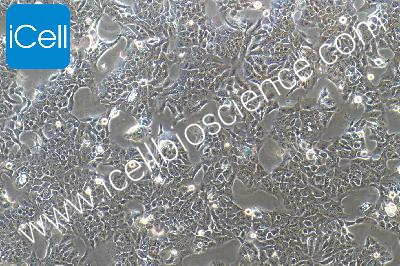 HaCat+luc 人永生化表皮细胞荧光素酶标记（mdm-0072a）