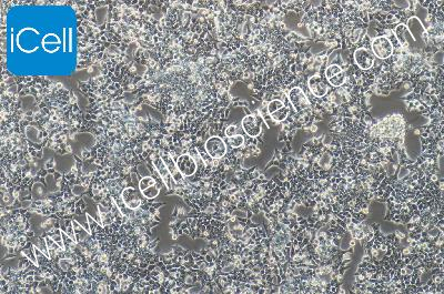 HCT116+luc 人结肠癌细胞荧光素酶标记（mdm-0045a）