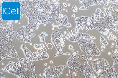 PANC10.05 人胰腺癌细胞（mdm-h171）