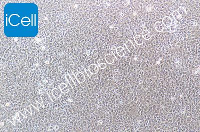 HBL-100 人整合SV40基因的乳腺上皮细胞（mdm-h067）