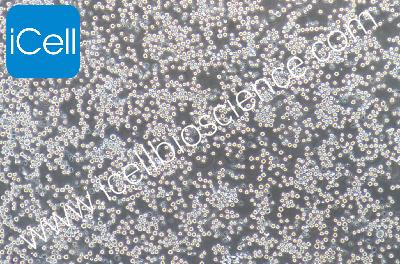 COLO205 人结肠癌细胞（mdm-h045）