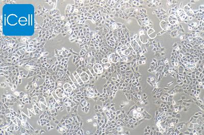 CAL-27 人舌鳞癌细胞（mdm-h270）