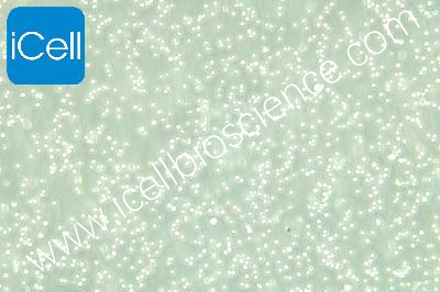 CEM/C1 人急性淋巴细胞白血病细胞（mdm-h042）