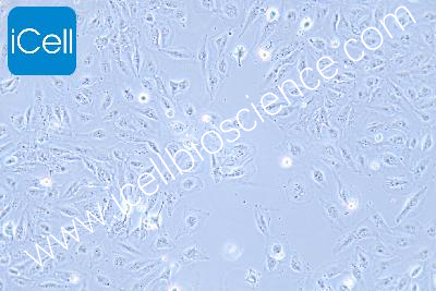 DAOY 人髓母细胞瘤细胞（mdm-h305）