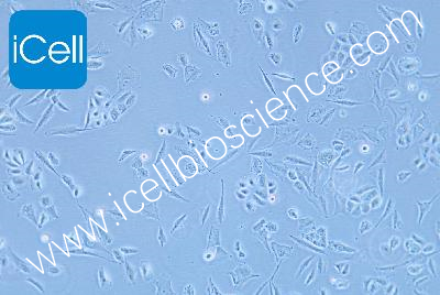 HBE135-E6E7 人支气管上皮细胞（mdm-h321）