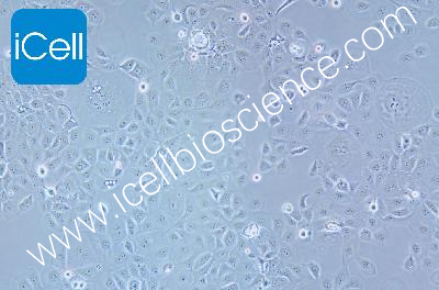 HCC1937 人乳腺癌细胞（mdm-h327）