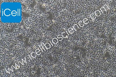 Hkb20 人肾上皮细胞（mdm-h097）