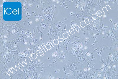 HMC3 人小胶质细胞（mdm-h301）