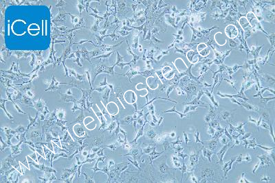 Hs746T 人胃癌细胞（mdm-h329）