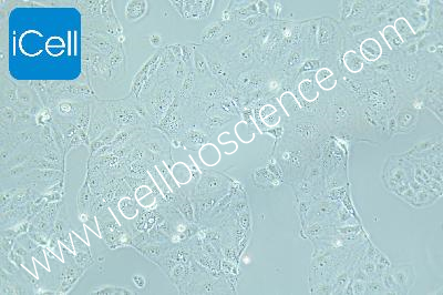 HuH-6 人肝母细胞瘤细胞（mdm-h239）