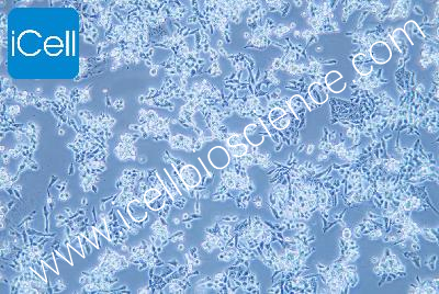 D283 Med 人脑髓母细胞瘤细胞（mdm-h354）