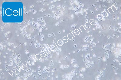 D341 Med 人脑髓母细胞瘤细胞（mdm-h355）