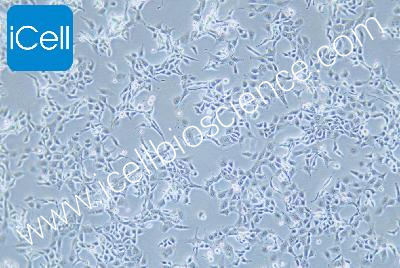 HET-1A 人食管上皮细胞（mdm-h333）