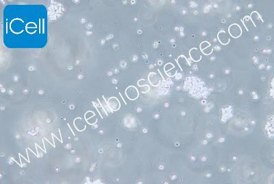 Hut-78 人T淋巴细胞白血病细胞（mdm-h108）