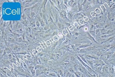 NCI-H2452 人间皮瘤细胞（mdm-h348）