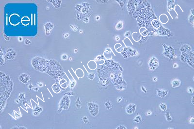 HPAF-II 人胰腺癌细胞（mdm-h338）