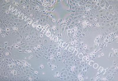 NCM460 人正常结肠上皮细胞（mdm-h373）
