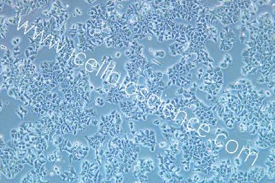 DMS 53 人肺癌细胞（mdm-h342）