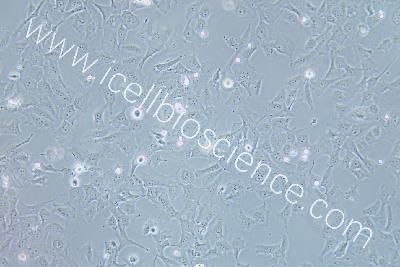 HCC38 乳腺导管癌细胞（mdm-h365）