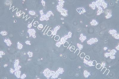 NCI-H716 人结直肠腺癌细胞（mdm-h379）