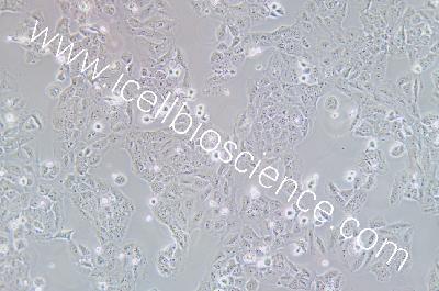 OVCAR-8 人卵巢癌腺癌细胞（mdm-h385）