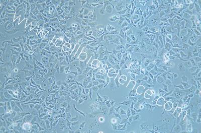 DMS 114 人小细胞肺癌细胞（mdm-h359）